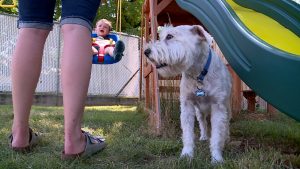 KSL Investigators Compare Popular Brands Of Dog Food