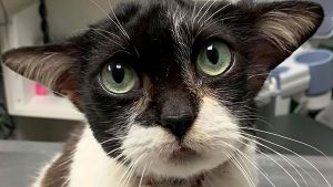 If you thought Baby Yoda was cute, wait until you meet Joy, the rescue cat with an uncanny resemblance to the green "Star Wars" alien. With enormous ears, big, round eyes, and little button nose, Joy is the Baby Yoda we all dream of cuddling every night. (Humane Society of Rowan County)