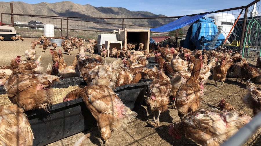 Owner Of Thousands Of Chickens Pushes Back Against Animal Cruelty Owner Of Thousands Of Chickens Pushes Back Against Animal Cruelty