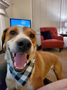 Dog viciously attacks owner after fireworks, experts warn to look for the signs