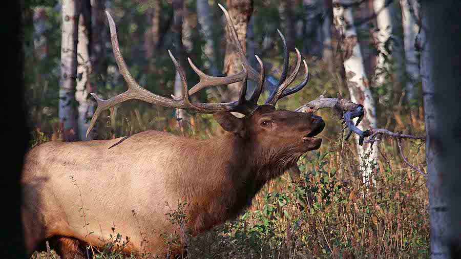 Can Elk Be Domesticated? Exploring Myths and Realities