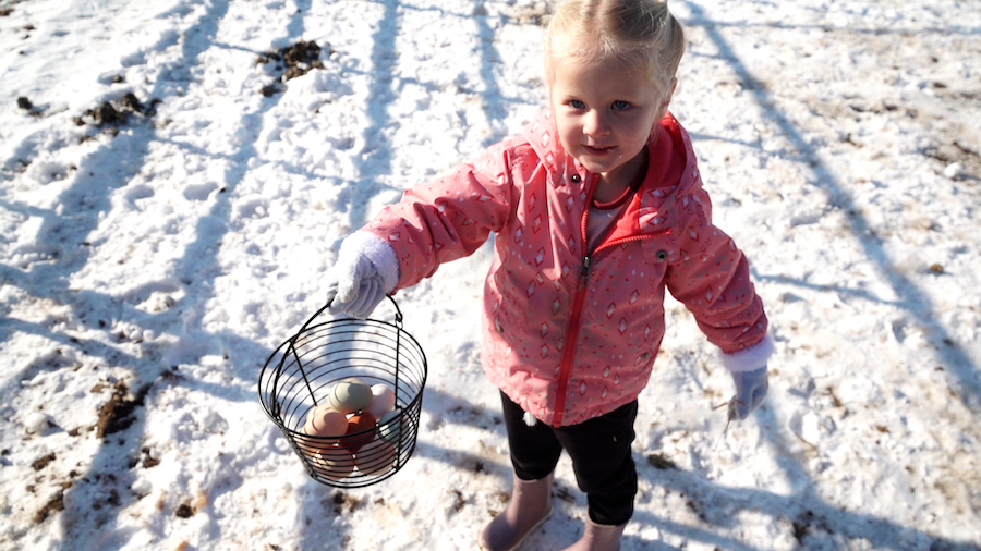 A healthy chicken in its prime can lay up to 250 eggs a year. (KSL TV)