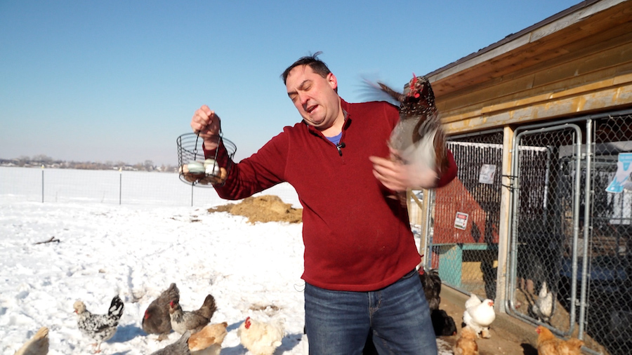 As Matt Gephardt discovered, chickens have personalities just like any pet. In this case – even sassy. (KSL TV)