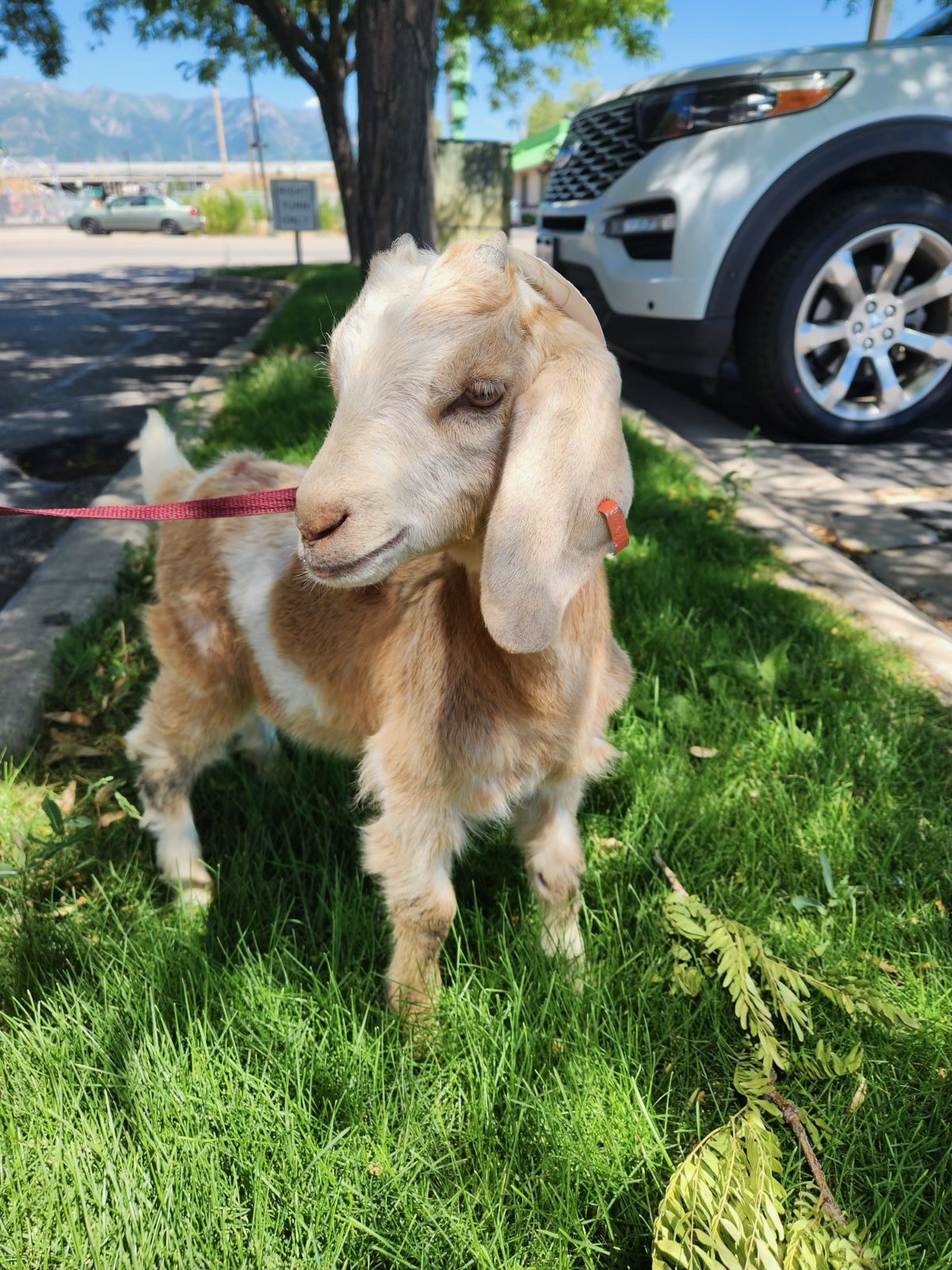 goats-escape-truck-on-i-15-and-returned-to-owner
