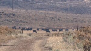 More than a dozen dead cows have been spotted along a popular trail in Park City. (KSL TV)