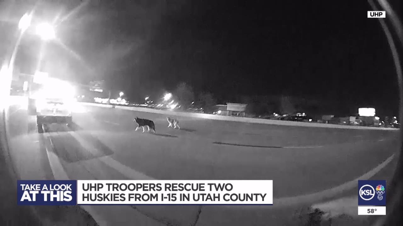 Video: Utah Highway Patrol rescues two lost huskies off of I-15 - KSLTV.com