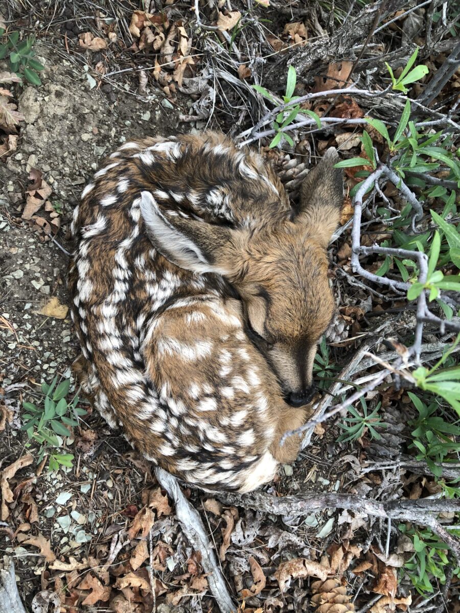 The DWR is asking any outdoor enthusiasts who come across a newborn deer or elk to leave it alone. (Utah Division of Wildlife Resources)