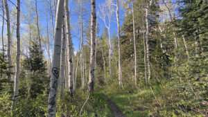 State Route 92, known as the Alpine Loop between American Fork and Provo canyons, opened for the summer on Thursday. (Andrew Adams, KSL TV)