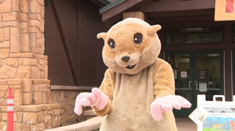 Petey the prairie dog at the Utah prairie dog day in Bryce Canyon National Park on May 9, 2024. (Marc Weaver, KSL TV)