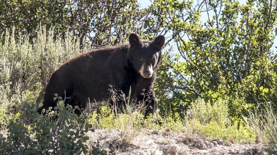 The "Urban-Wildland" Conflict