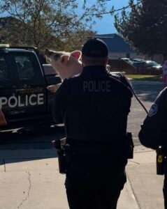 Wilbur the pig was apprehended by police on Thursday, Nov. 28, 2024. (Springville Police Department)