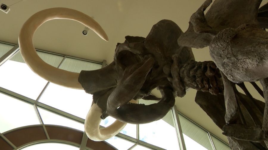 The mammoth inside the Fairview Museum is a full-size replica cast from real mammoth bones discovered just up the mountain from Fairview in 1988. (Mark Wetzel, KSL TV)