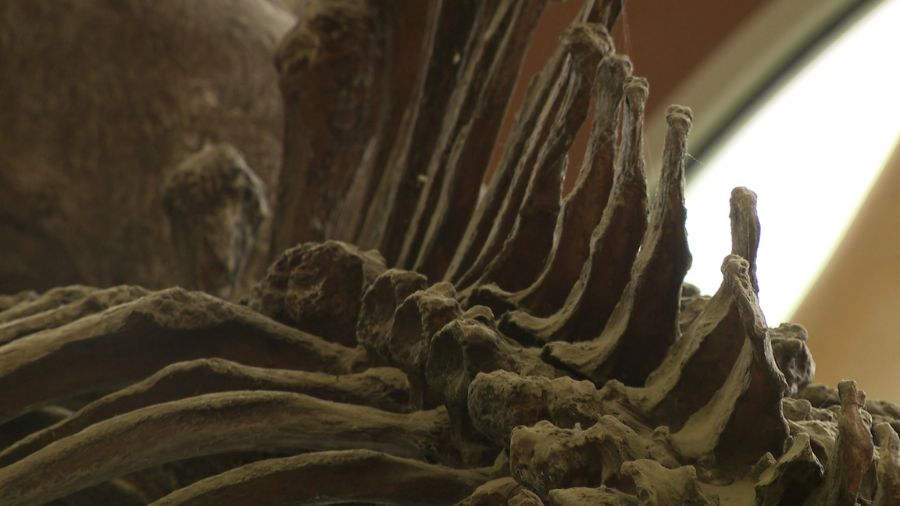 The mammoth inside the Fairview Museum is a full-size replica cast from real mammoth bones discovered just up the mountain from Fairview in 1988. (Mark Wetzel, KSL TV)