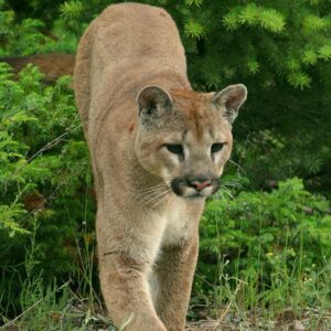 The Utah Wildlife Division provided this sample photo of a mountain lion. The department had not been able to locate the one in Mapleton. (Utah Division of Wildlife)