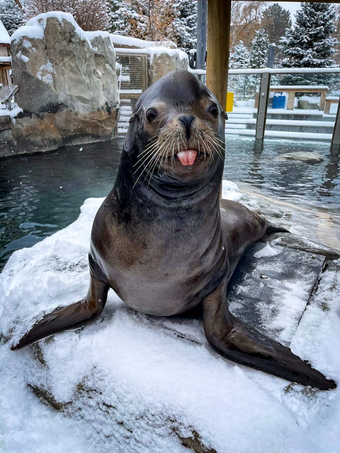 サルート【ライオンキング】E75&ソングL CR 30 リッチヴェール サルート【ライオンキング】E75&ソングL CR 30 リッチヴェール