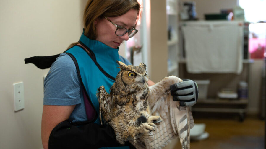 Owl rescued after falling into concrete mixer in Kanab - KSLTV.com