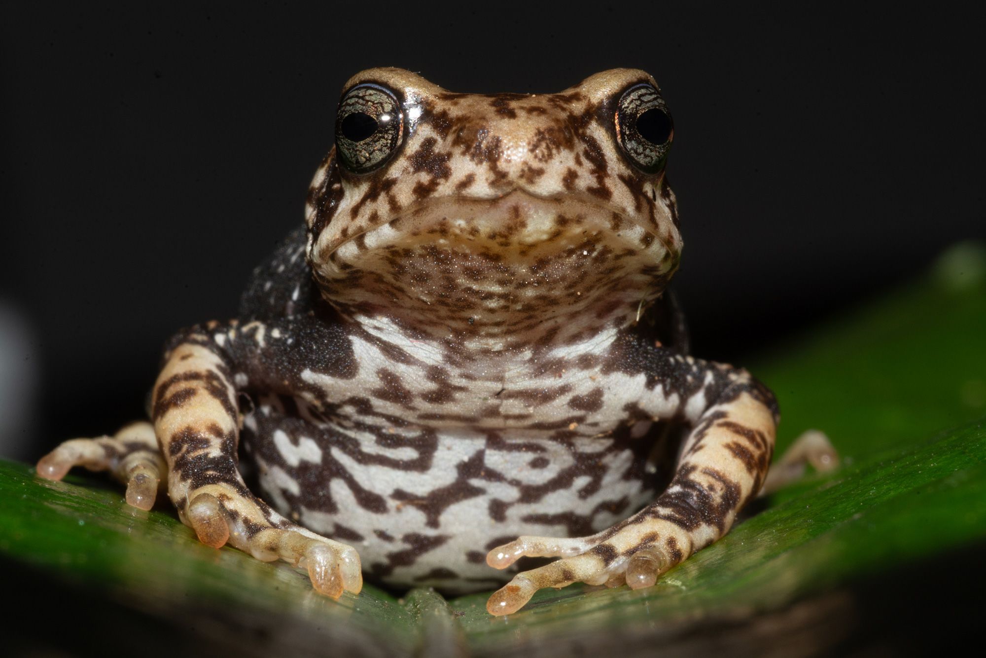 New species of Tanzanian tree toad gives birth to toadlets instead of laying eggs
