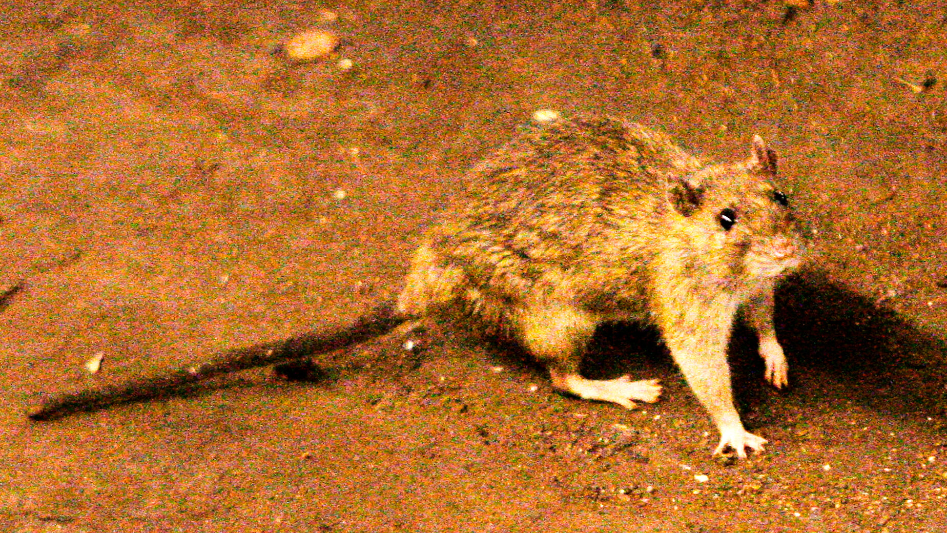 Epidemiologist: Suspected deadly hantavirus outbreak on cruise ship ...